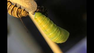 Monarch lifecycle by Infinite Ink 8 views 8 years ago 2 minutes, 57 seconds