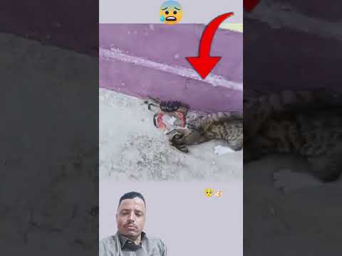 الهره تقع ضحيه مخلوق غريب وانقذها لطف الله حيوانات     