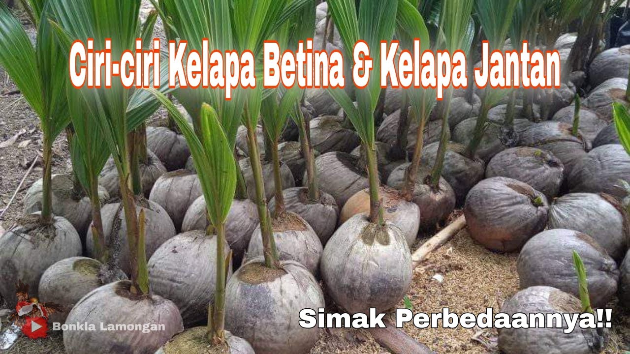 Ciri-ciri Bibit Kelapa Betina Atau Jantan || Cara Memilih Bibit Kelapa Betina Dan Kelapa Jantan