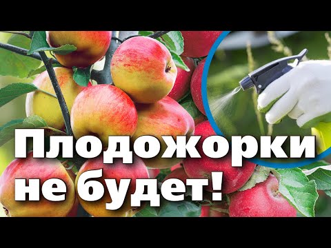 ЭТИ 3 ПРИЕМА ПОМОГУТ ИЗБАВИТЬСЯ ОТ ПЛОДОЖОРКИ