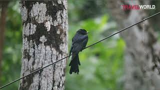 Drongo Bird