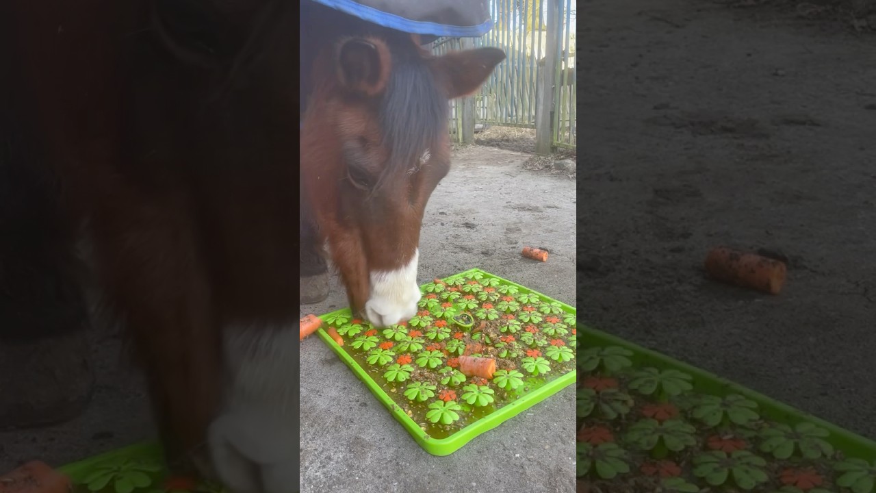 De perfecte dag voor een snuffelmat!🍀