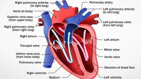 Data Visualization Project 6 || HEALTHY HEART VS UNHEALTHY HEART || Codex-Mohnish