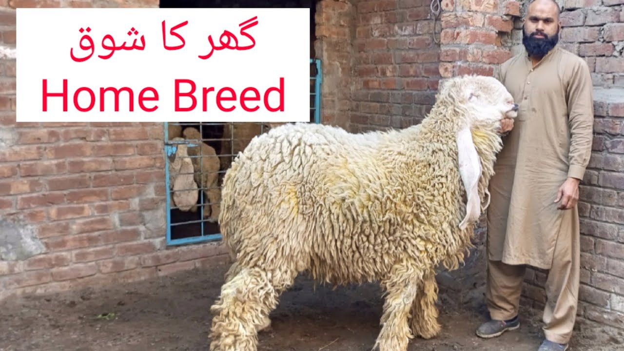 72 wali Breed|Kajla Setup|Home Breed|Kajla Breed|