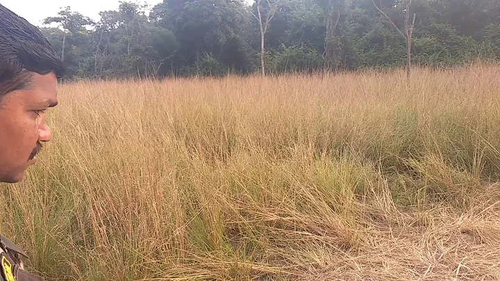 Up close and personal with Madhuri tigress of Tadoba