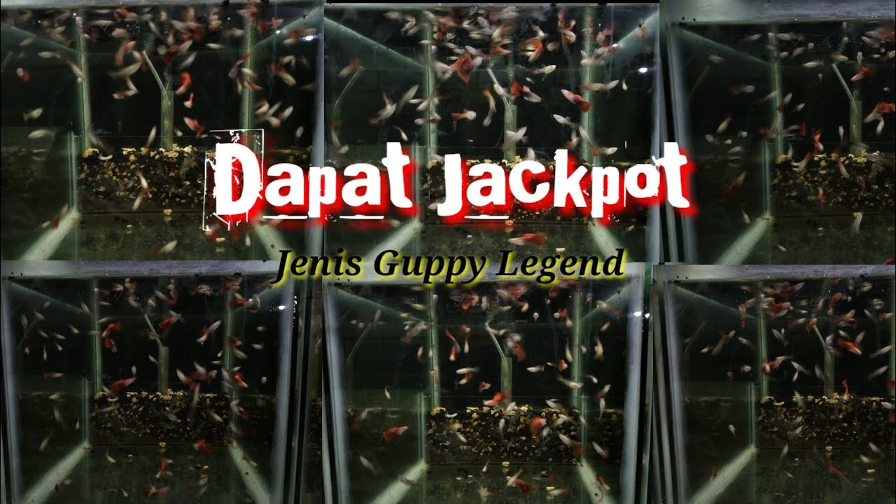 DAPAT JACKPOT DARI ANAKAN GUPPY BLONDE HB RED