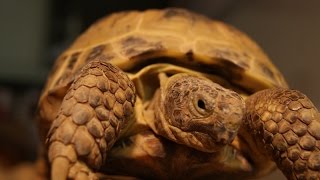 Setting up the Ideal Tortoise Enclosure