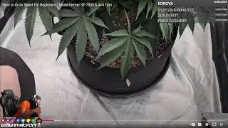 Watching Grow Update's - Macho Grams TGUTS Green Magic Gardening