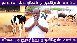 வளர்ப்பு கிடாரிகள்//தரமான கிடாரிகள்//கரட்டாம்பட்டியில்//திருச்சி மாவட்டம்.