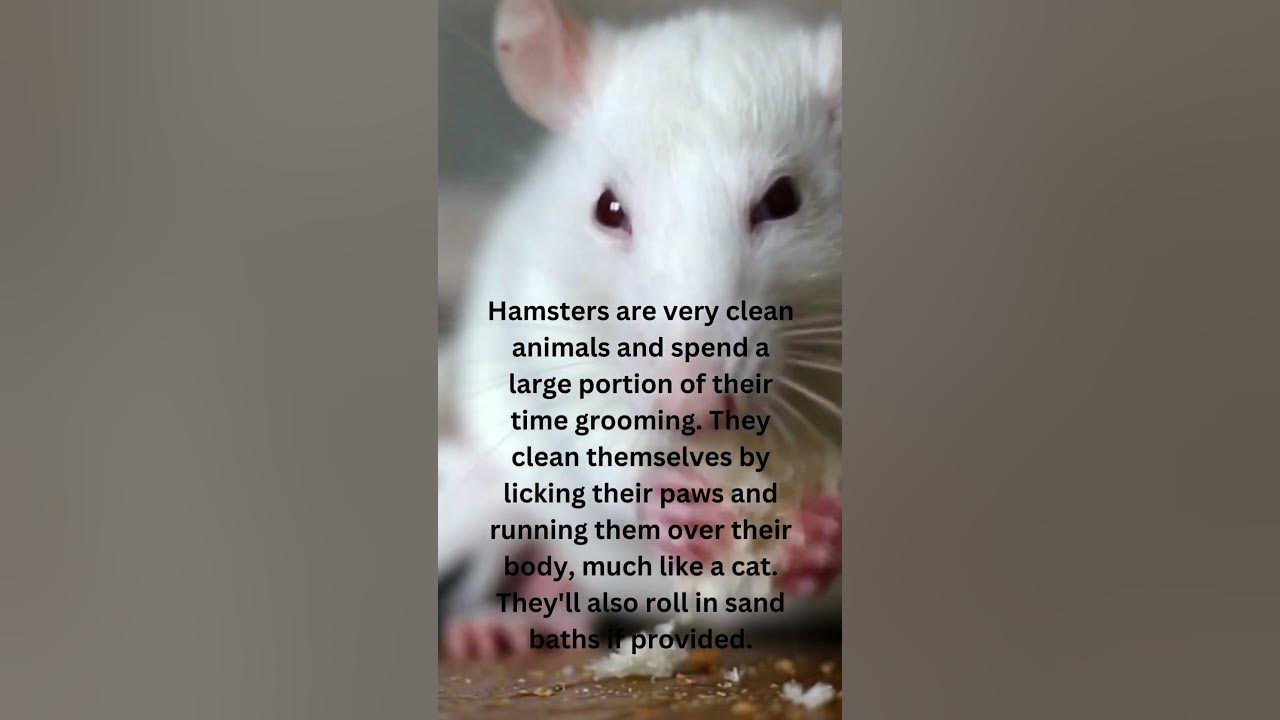 How do hamsters clean themselves?? 🐹 🧴 YouTube