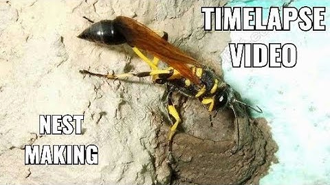 Mud Dauber Wasp Building Nest | Mud Wasp Nest