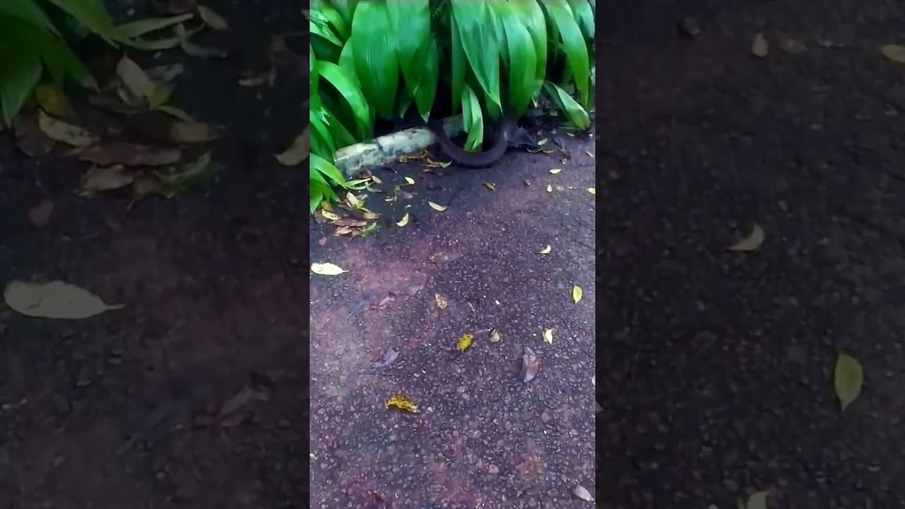 Nature Secrets 😉 Land Monitor 😉 