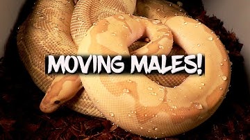 Breeding ball pythons: Moving the males!