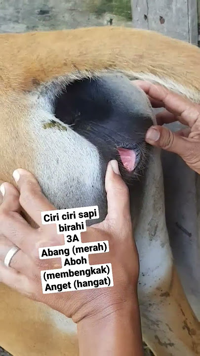 ciri sapi bali betina birahi