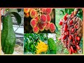 LAS 10 FRUTAS EXOTICAS MAS RARAS DEL MUNDO