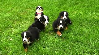 Roy and Erma Yoder's Bernese Mountain Dog Puppies