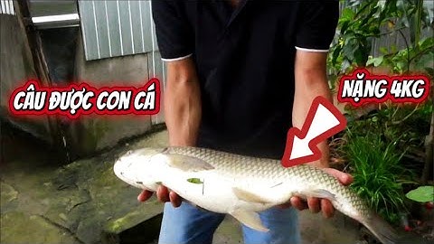 Buổi chiều đang đi câu cá bất ngờ dính ngay con cá nặng 4kg và cái kết