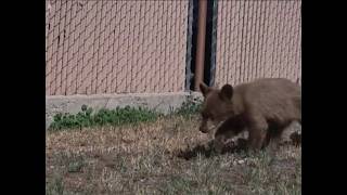 Custer County Sheriff's Office resue baby bear from side of highway