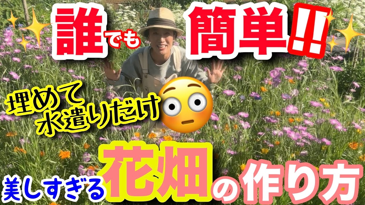 【〇〇作って埋めるだけ‼️】子どもでも作れちゃう、上級者の花畑🌼高い苗を買う必要もありません☝️種1袋でOK🙆♀️難しい種まきも、発芽後の間引きも必要なし/ 放置で花畑を手に入れよう【ガーデニング】