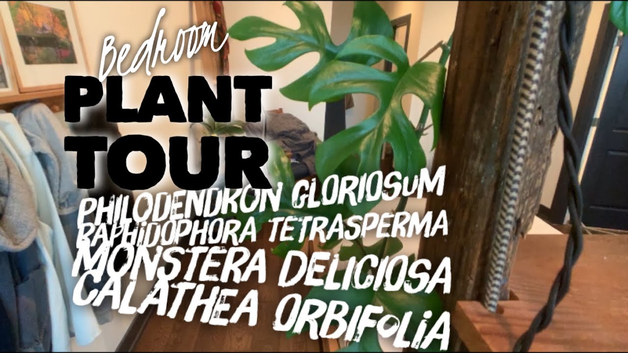 Chicago House Plant Tour Part 1 YouTube