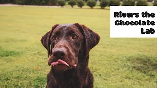 When Labradors Dogs Go for a Ride! The Funniest Dog Video! #funnylabrador #goofydog by Rivers the Chocolate Lab 106 views 2 weeks ago 11 seconds
