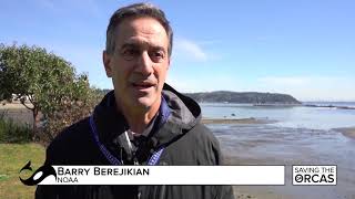 Saving the Orcas Special Report: Salmon restoration
