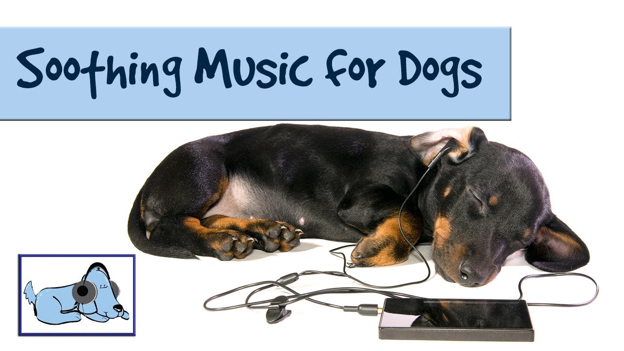 youtube music for dogs with separation anxiety