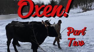 Oxen! An introduction-part two