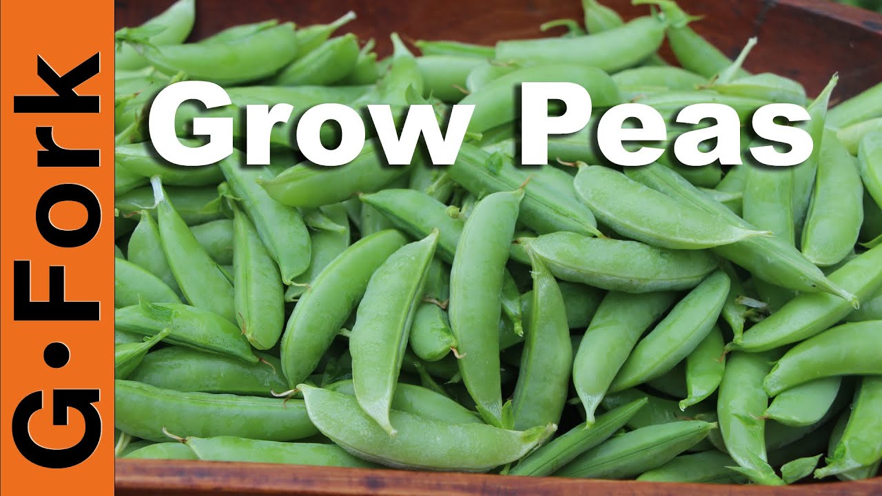How To Grow Peas - GardenFork 