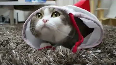 best video with kitty