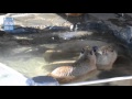 冬季限定の演出：いしかわ動物園 の動画、YouTube動画。