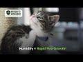 Fleas thrive when humidity rises and historic New York springs!
