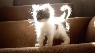 10 Minutes of Adorable Kittens That Will Make You Smile 🐱🥰