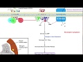 Heroin & Morphine | Metabolism & Mechanism of Action