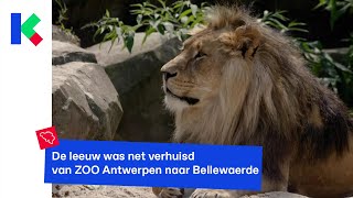 Leeuw Nestor bijt leeuwin dood in Bellewaerde