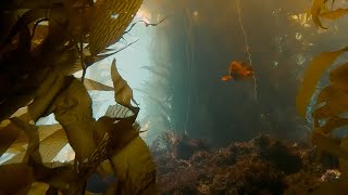 Catalina Island Kelp Forest and Sea Bass (lofi hiphop)