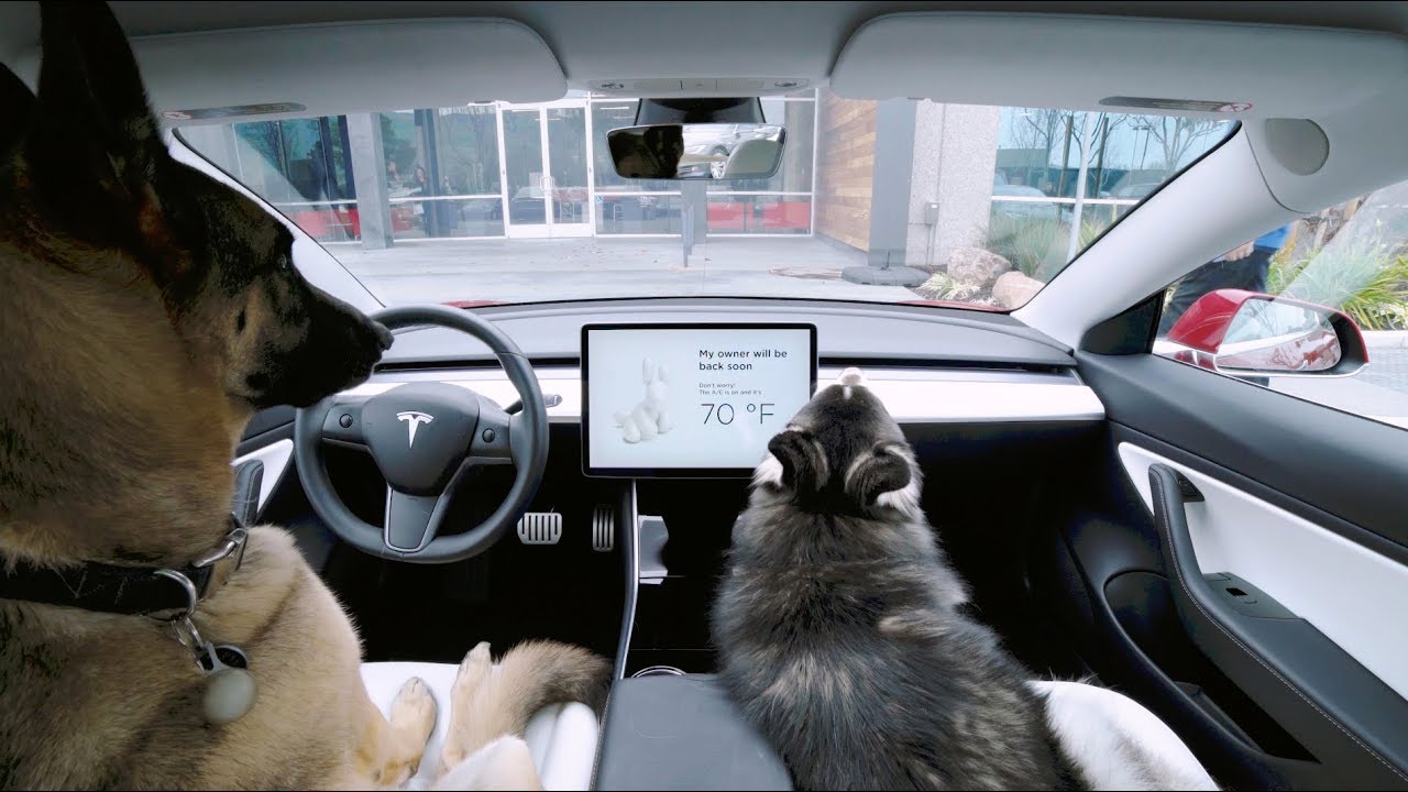 Image result for tesla dog mode