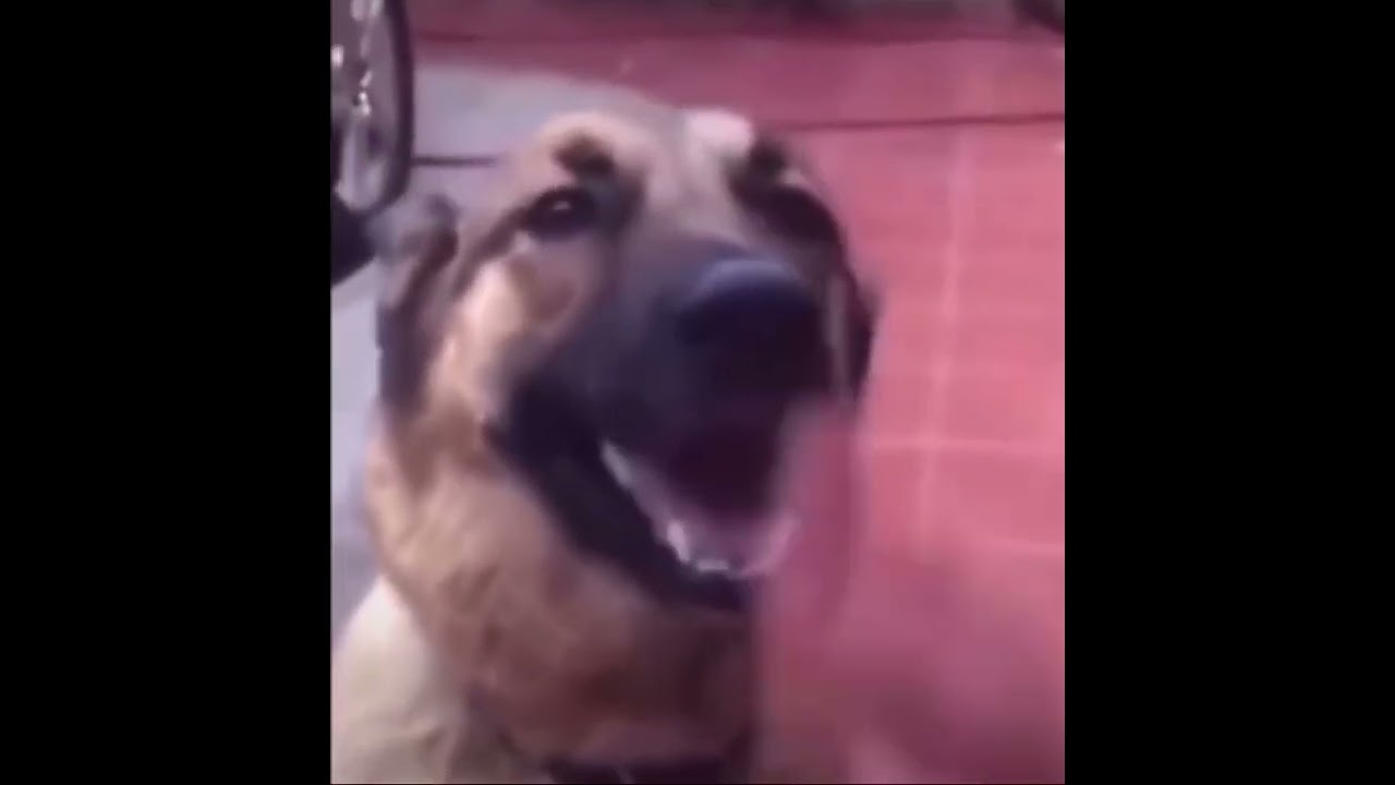 Unexpected dog moment