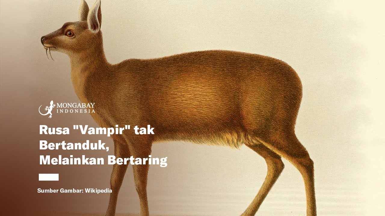 Rusa Vampir Tak Bertanduk Melainkan Bertaring Youtube