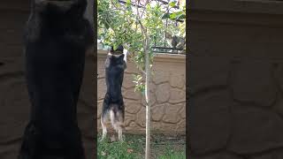 Leo Nun Kedi Ile Mucadelesi