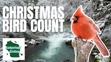 What Is The Christmas Bird Count? Everything You Need To Know