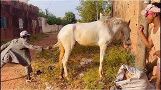 Les Deux Bandits Du Quartier Voleur Du Cheval