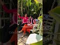 let's date 🧿📍wild cafe kannur #love #siblings#cafe