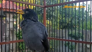 Suara Pikat Burung Jalak Kebo Gacor Full isian #258