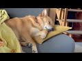 寝ておられるオイヌ様(雑種犬)