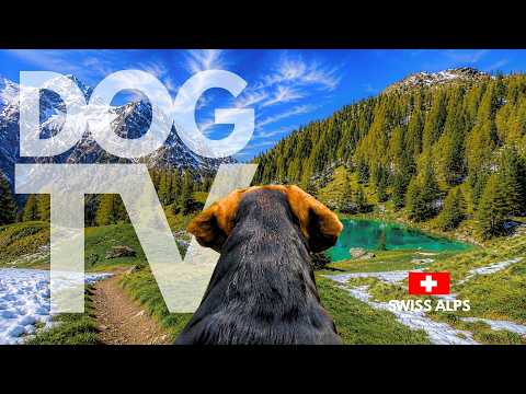 TheDogCam | 10hrs of Swiss Alps Virtual Dog Walks Through Alpine Forests 🐾⛰️ Dog POV