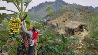 Сбор бананов для продажи на рынке и изучение опыта выращивания диких кабанов | Ли Тиу Ка