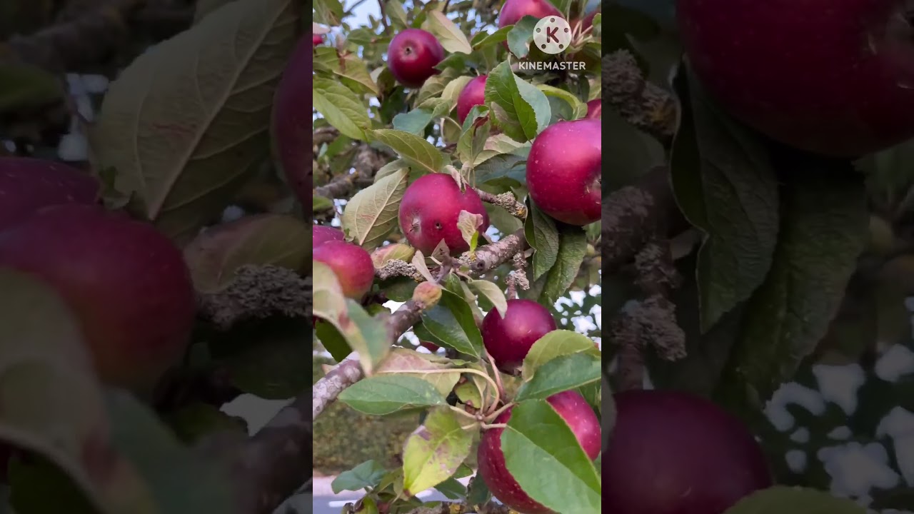 Road side Apple 🍎 & pears 🍐 tree | Denmark #denmark #apple #nature