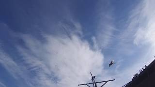 Видео #PIGEONS. Раннее субботнее утро! 18.04.20г (автор: Голуби Астрахани и хищник)