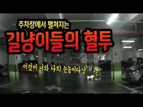 11559회. 주차장에서 펼쳐지는 길냥이들의 혈투!